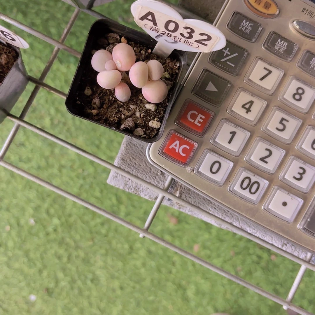 M****oA032水光针一物一拍