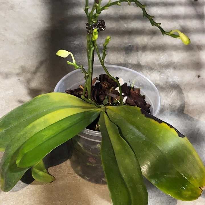 全部花苞白盾蝴蝶兰瑕疵副利不售后