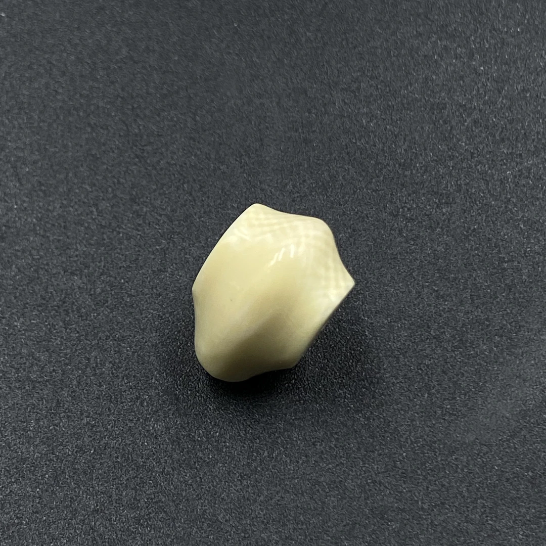 【假一赔四】天花板毕业品质天然保真猛犸牙鲨鱼贝款三通饰品5270