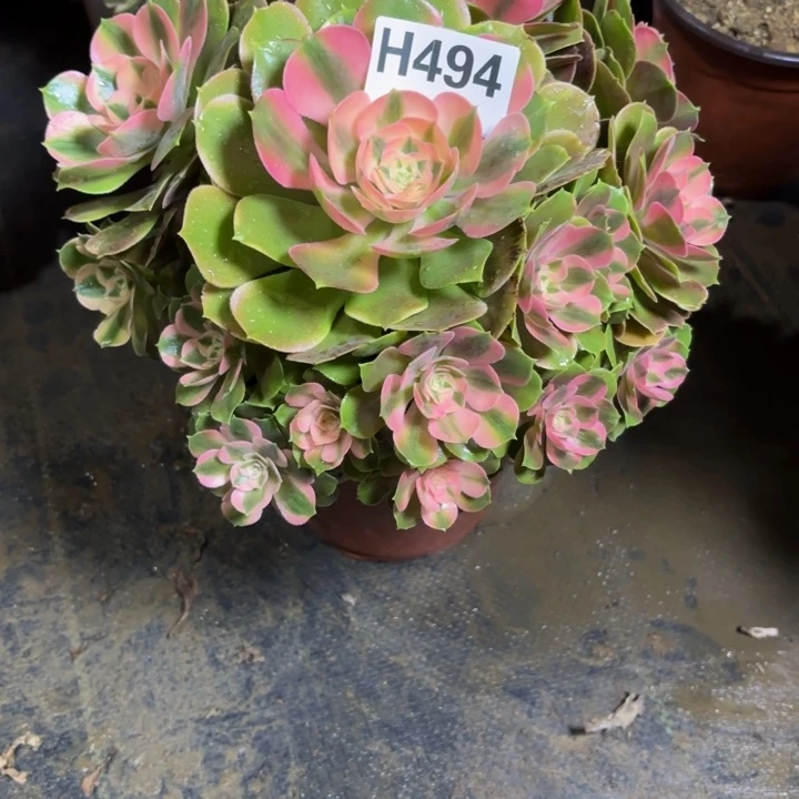 瑞妈，，，。。。。494香妃，