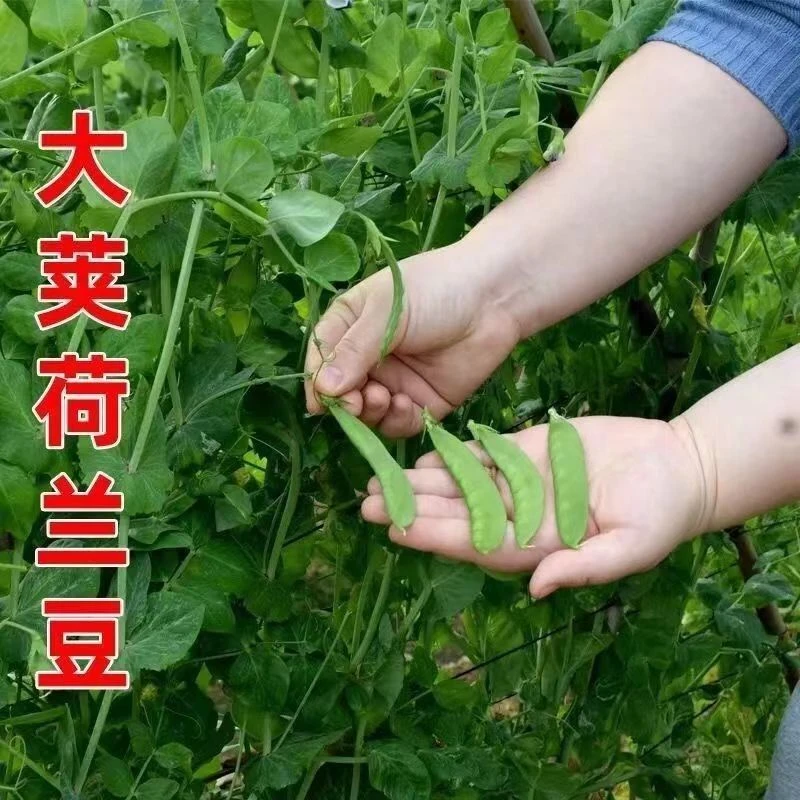 【四季播种】高产耐热荷兰豆种子 大荚豌豆 软荚豆角春夏秋冬都能种