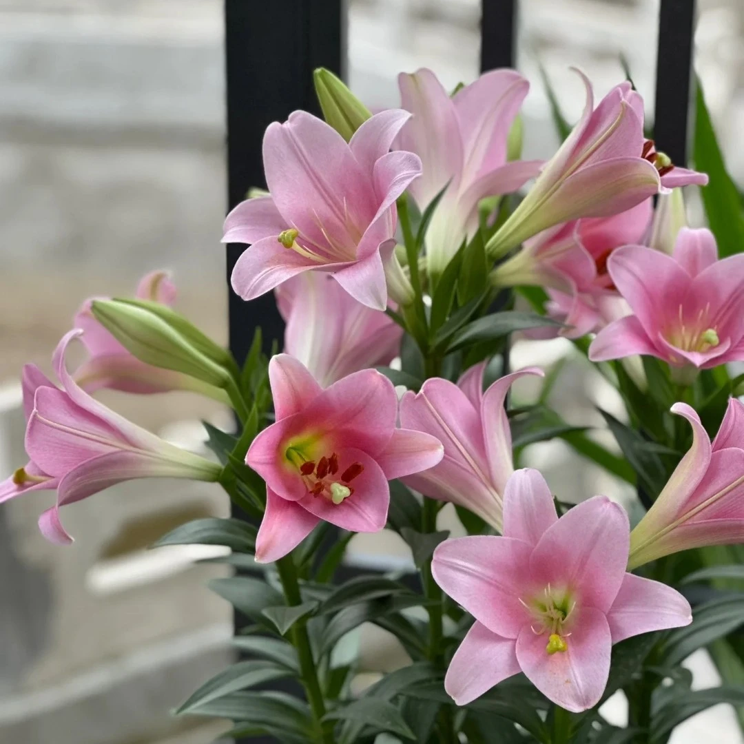 【瓦雷泽】20/22  LO铁炮系列进口百合种球多年生盆栽地栽