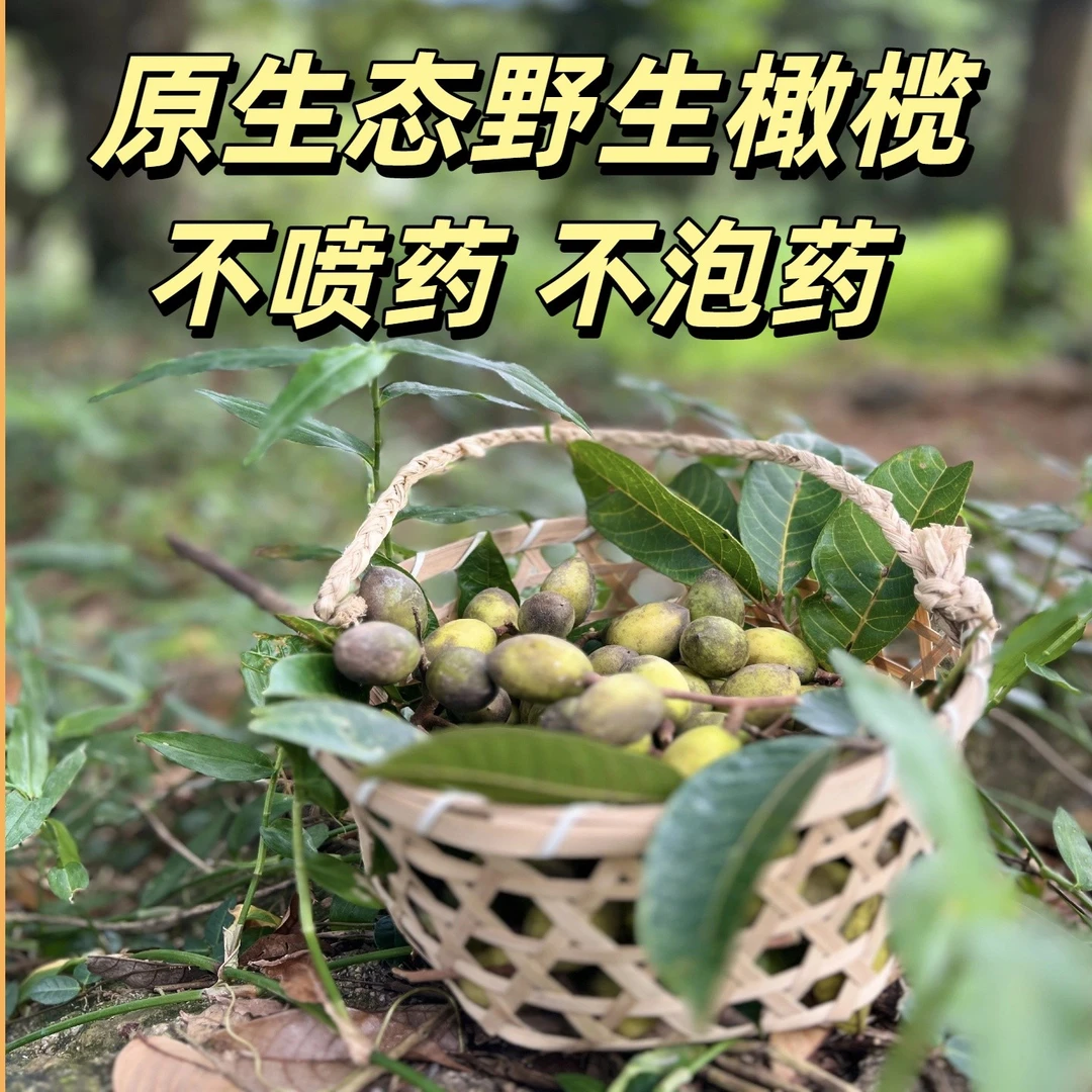 潮汕特色水果天然野生百年老橄榄