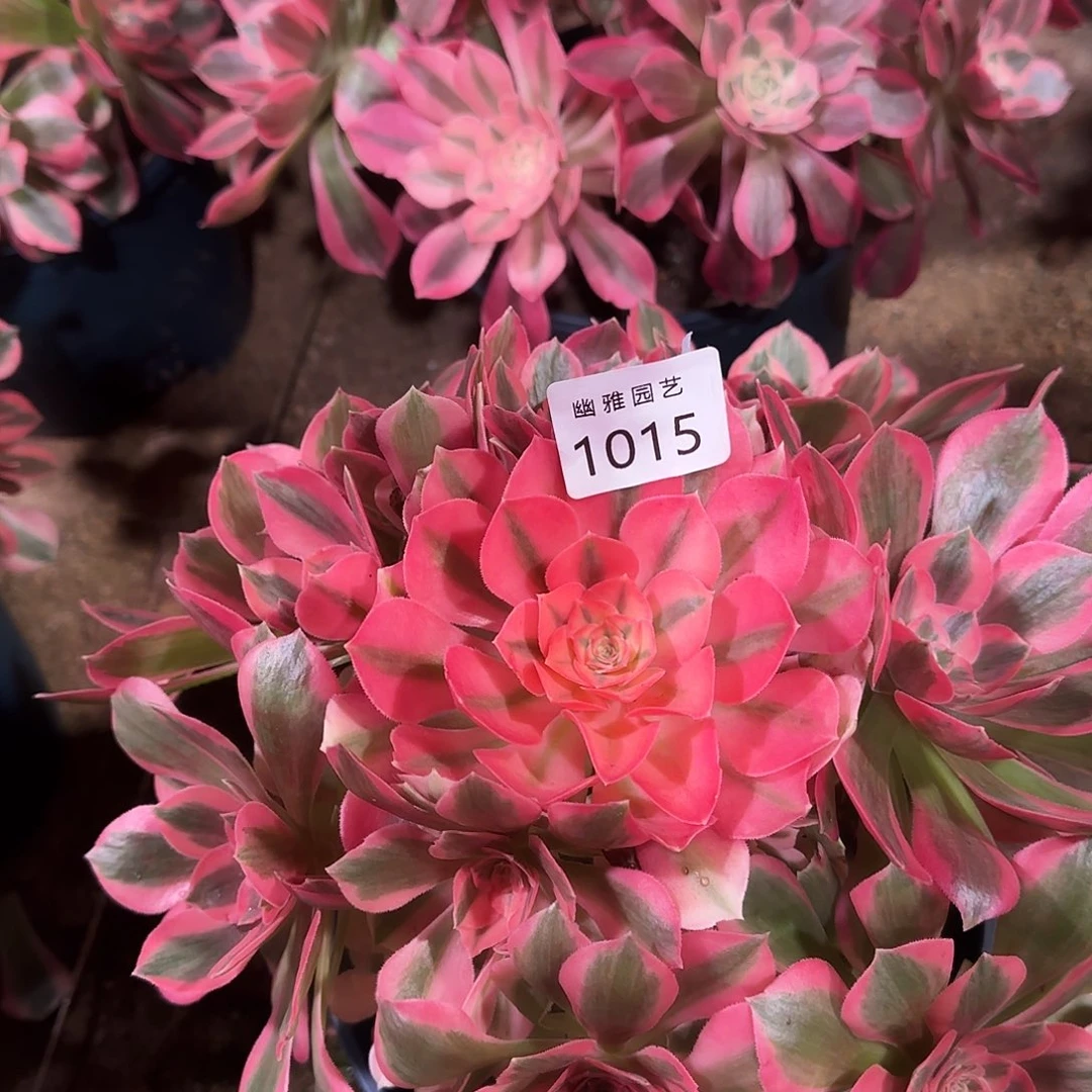 多肉植物粉女郎1015