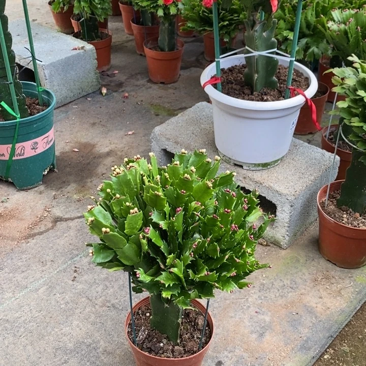 当前无花栽培后可以开花009嫁接双色