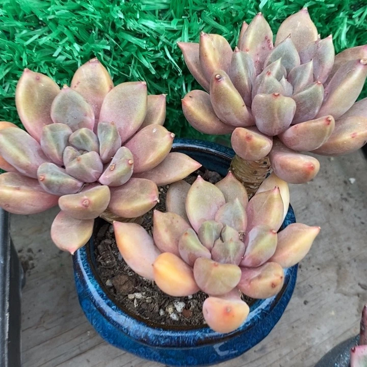 黄金象牙整无砍多肉