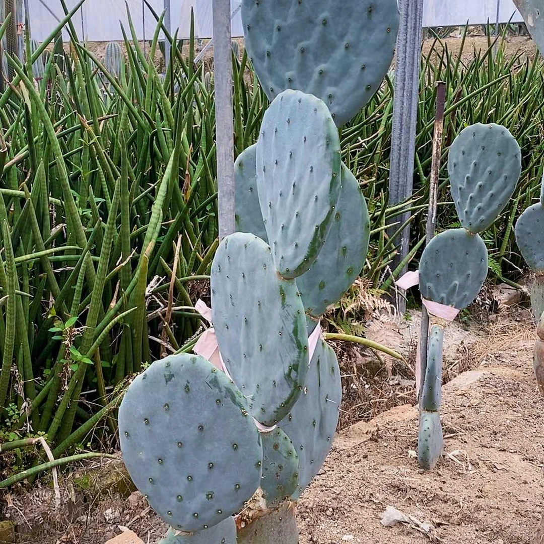 明镜仙人掌一片直径15厘米左右