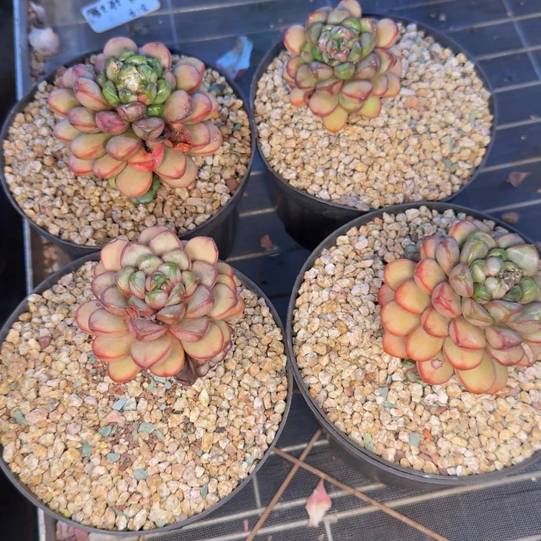 忆***Y多肉植物的生长发育与生长