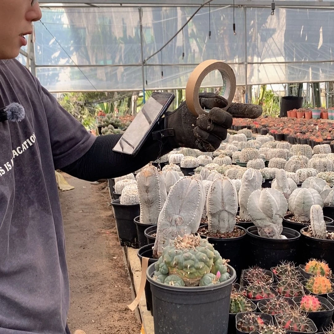 15公分盆口一号草球