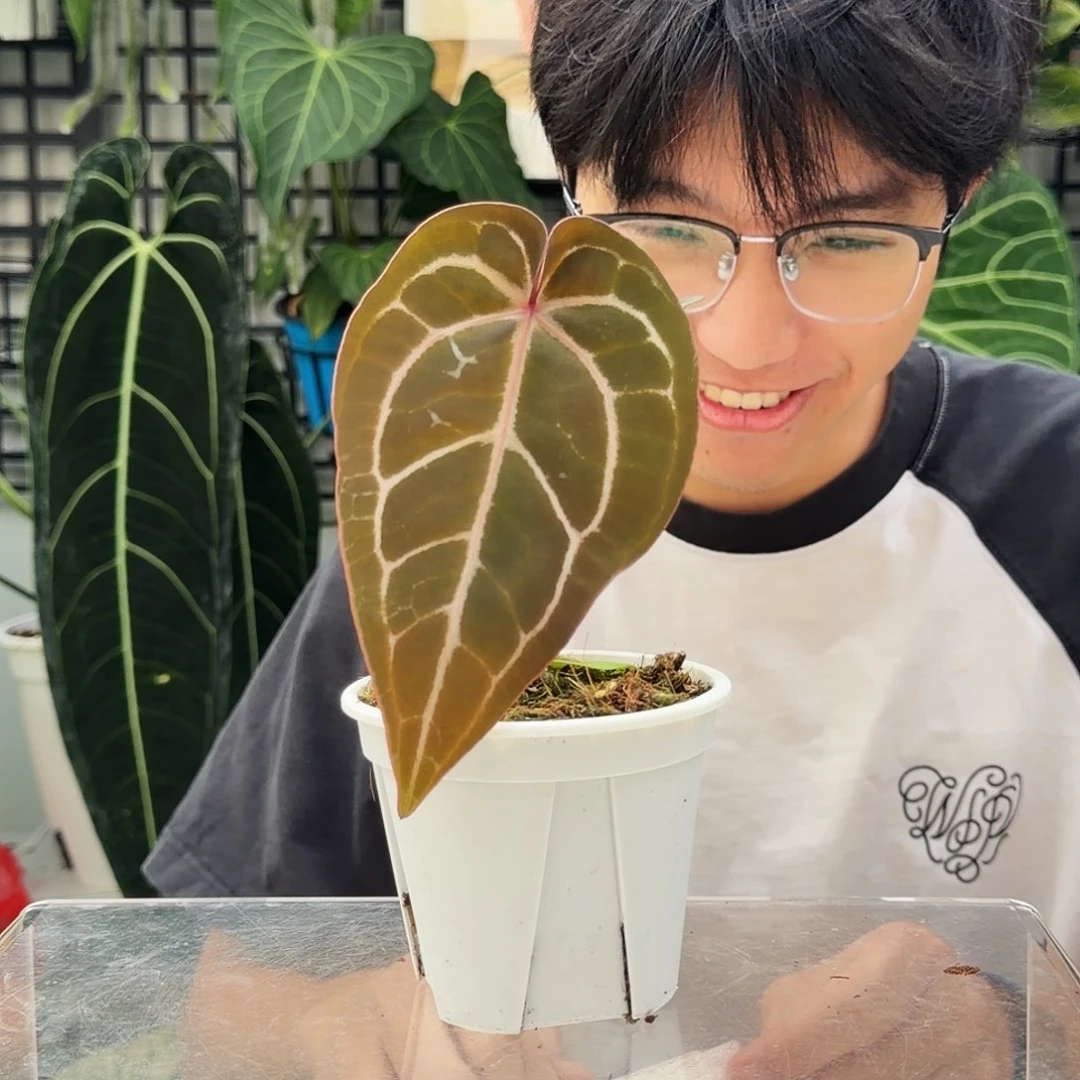 完全开放F23 籽播米歇尔