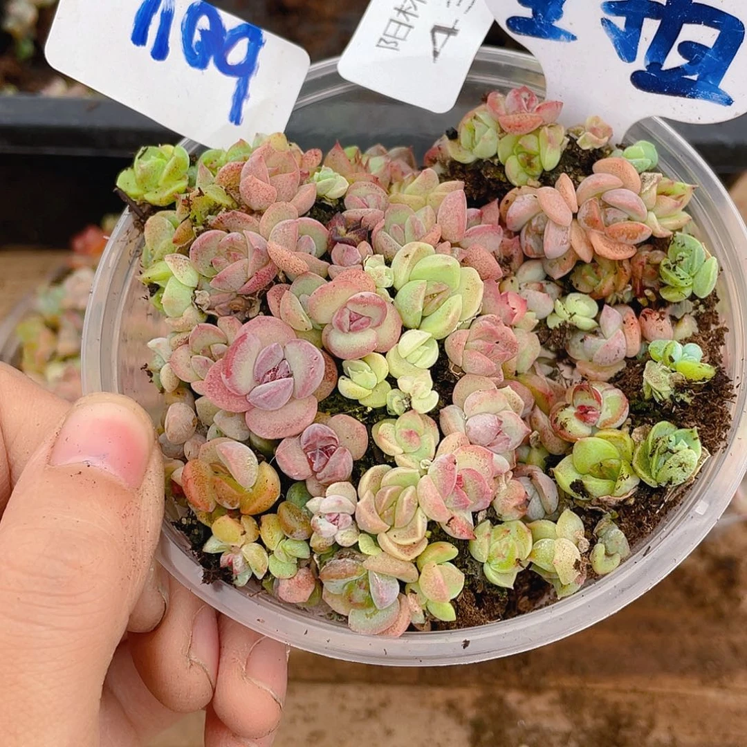 量拍多肉植物多肉植物433