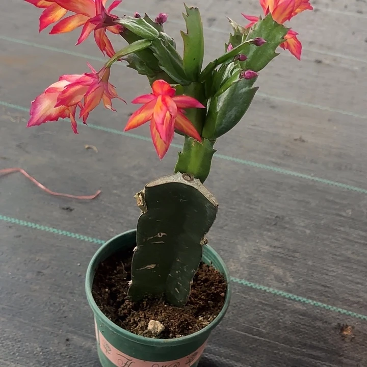 当前无花栽培后可以开花