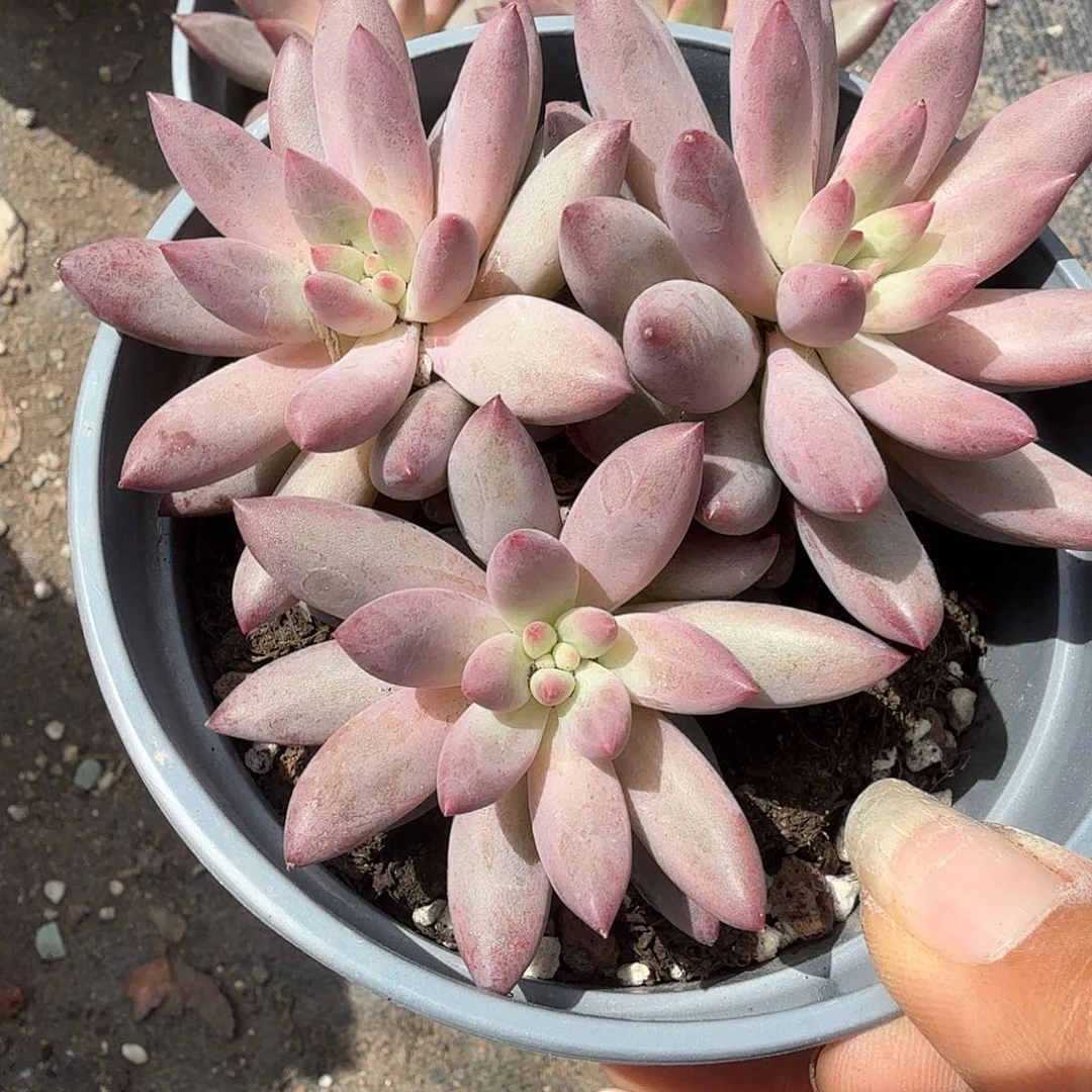 金鱼鸡群生多肉植物