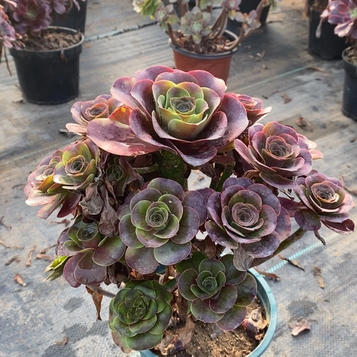 魅金玫瑰多肉植物8