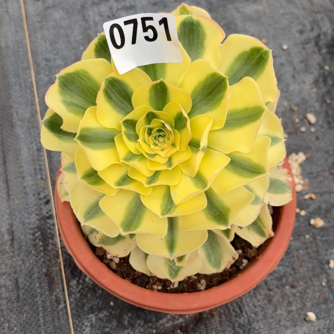 小*绿珀0751发货，