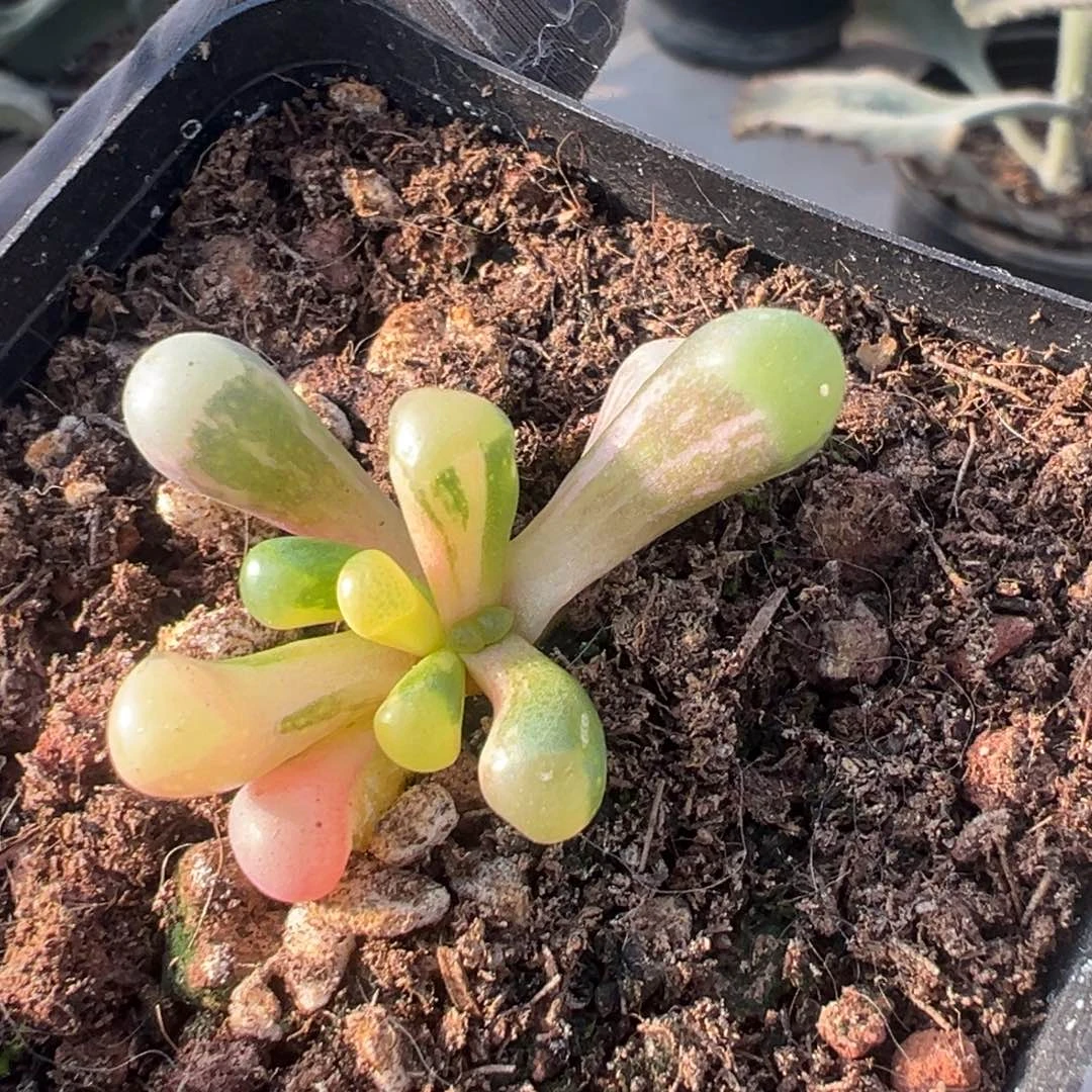 五十铃玉锦，拉丝锦