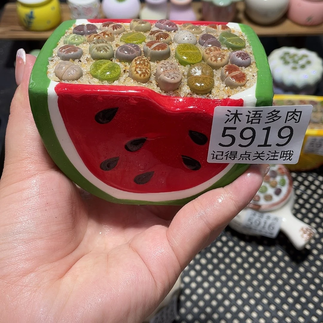 带盆土植物 一物一拍5919