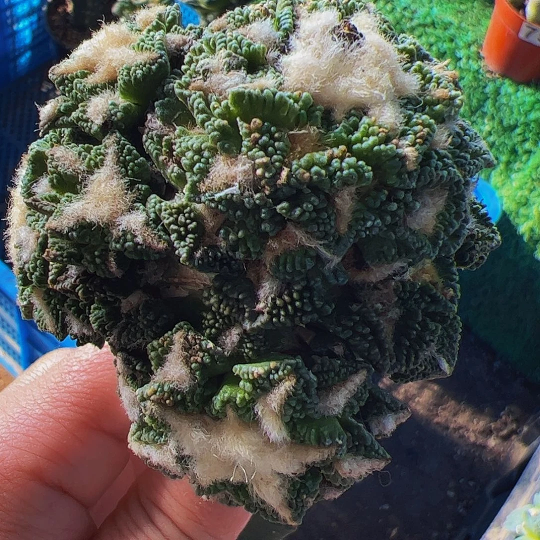 无花朵颗粒黑牡丹群636