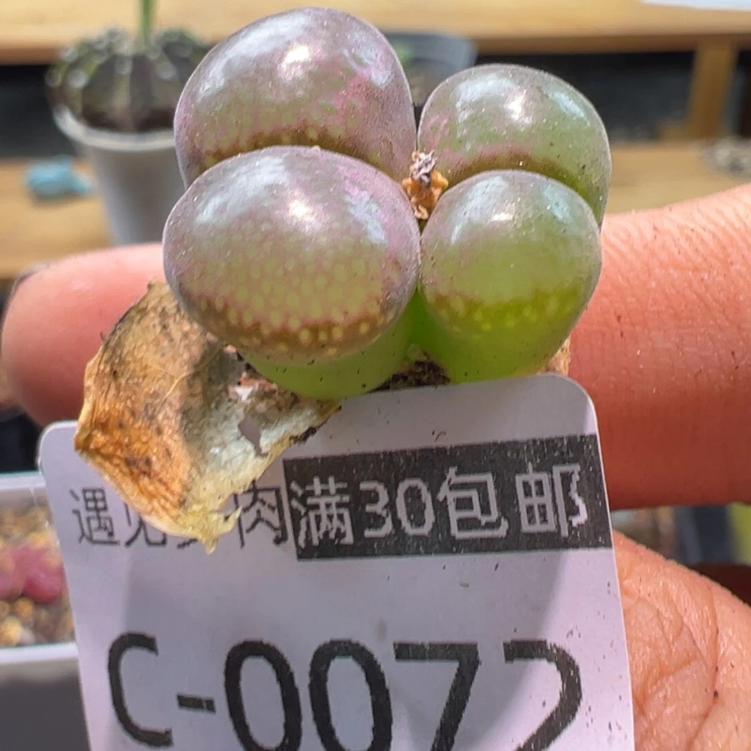 多肉植物111111111111
