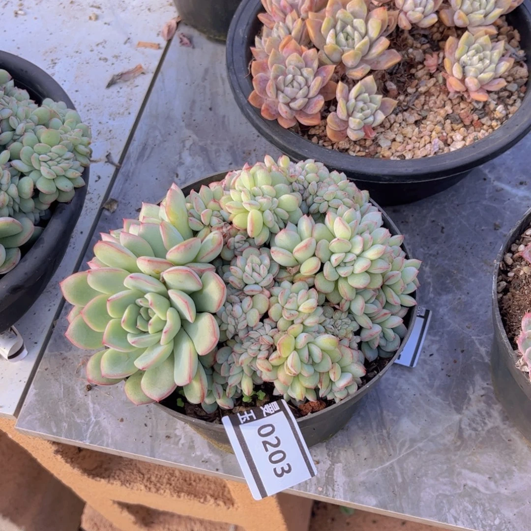 荷花缀多肉植物0203