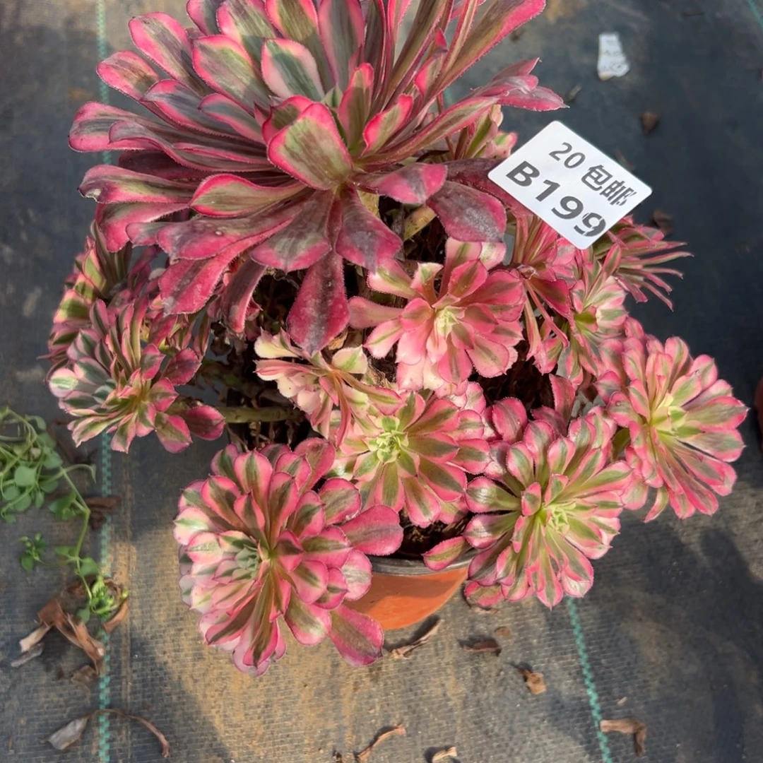 199红铜白，满20包邮