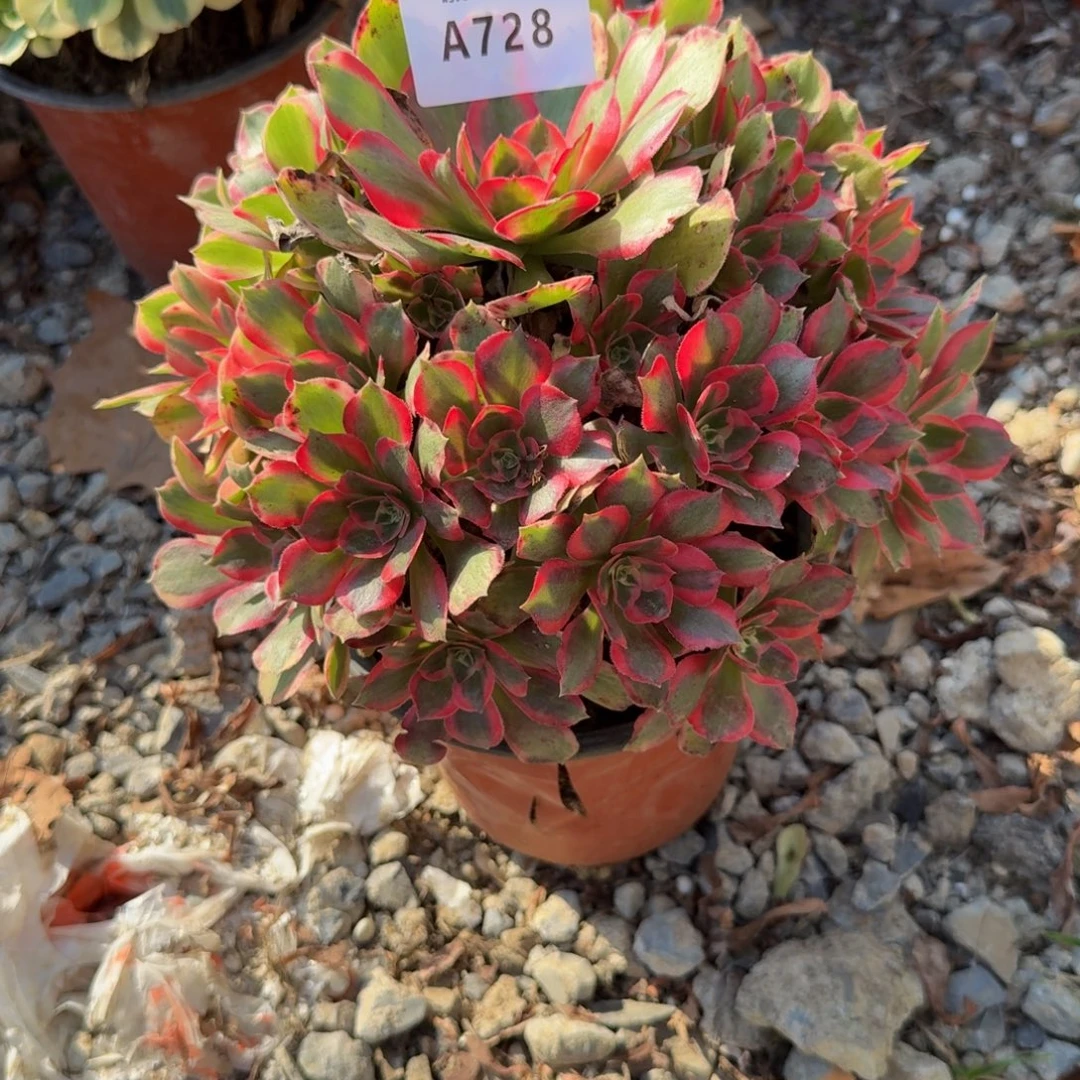 728。妖月。多肉植物