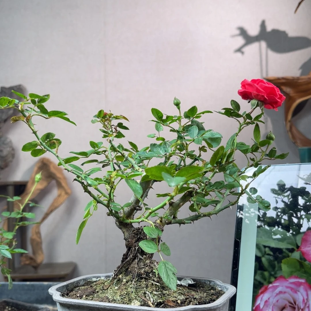 轻***月少量花朵（建议范围：2朵-5朵 或40%以下）