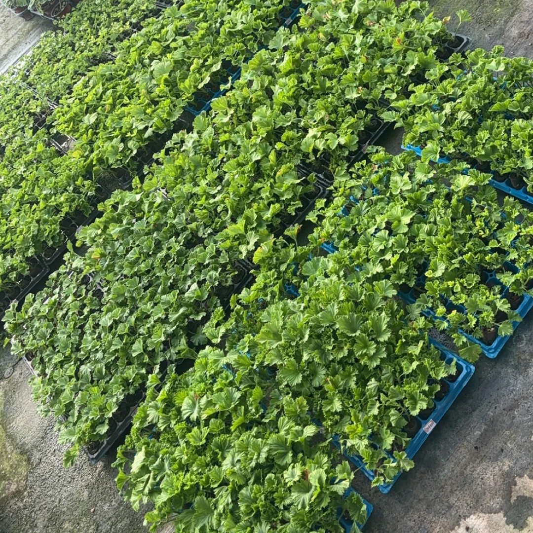 [5号套餐]3颗蝴蝶梅（大花天竺葵）随机搭配不挑品种