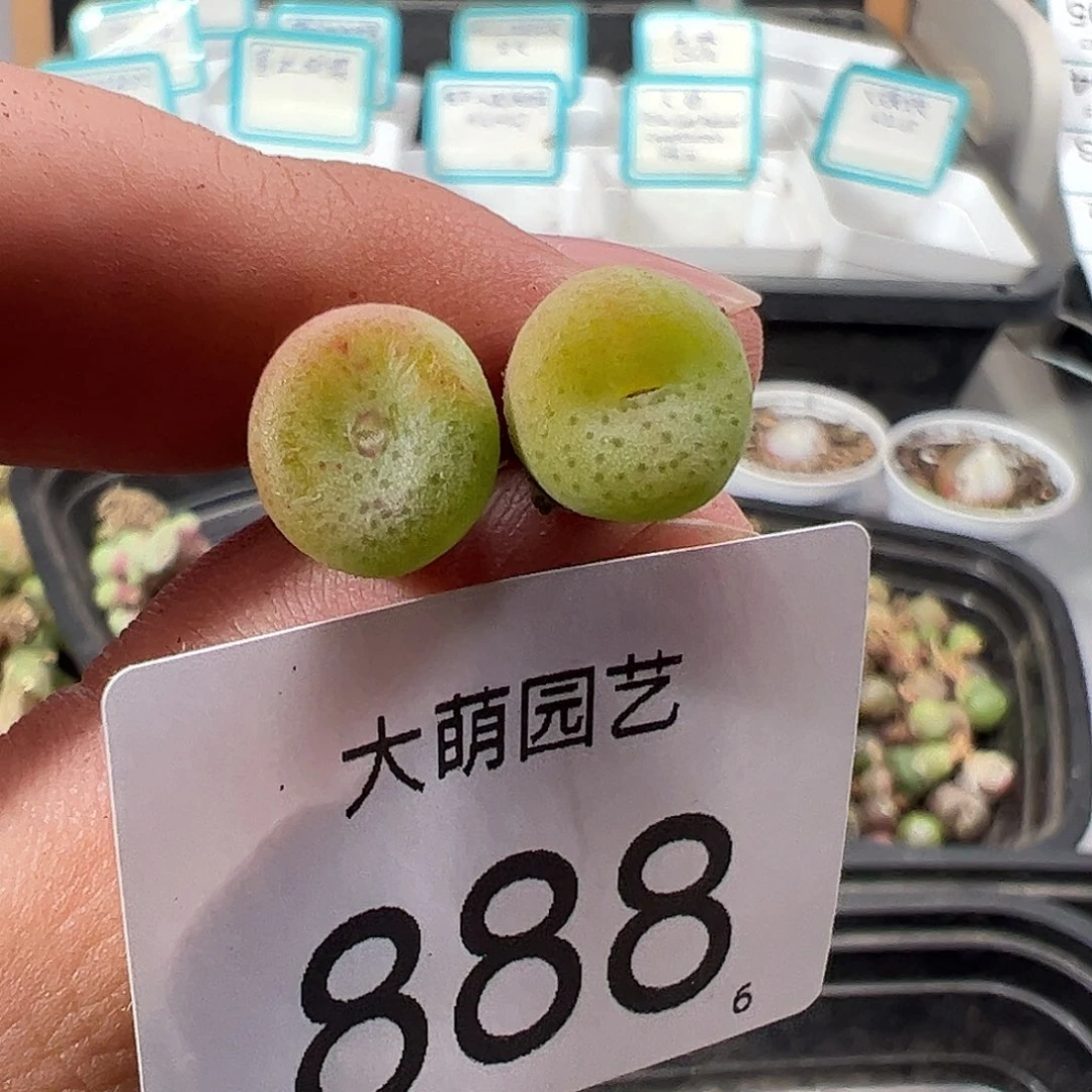 0000888 清盒福利微瑕无售后……