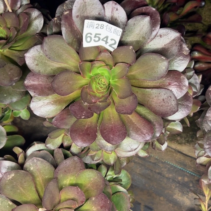6542南美金多肉植物