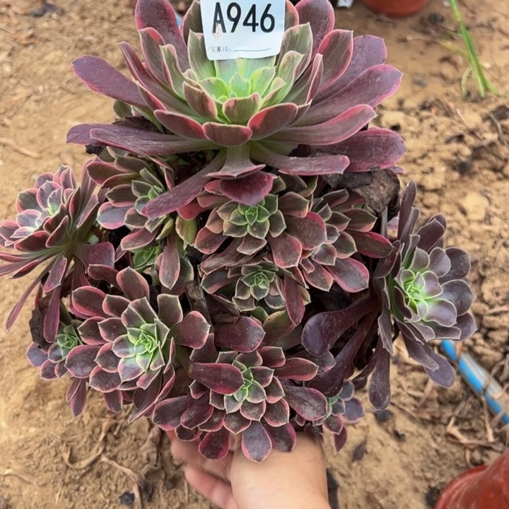 金丝却多肉植物946.