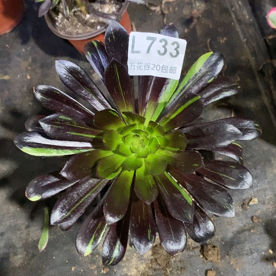 733水墨丹青多肉植物