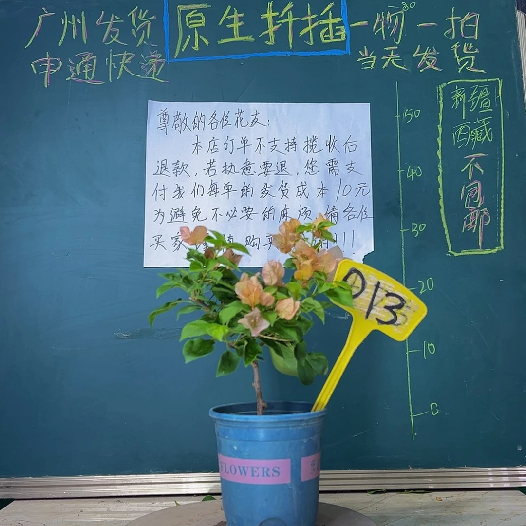 当前无花栽培后可以开花  落日  013