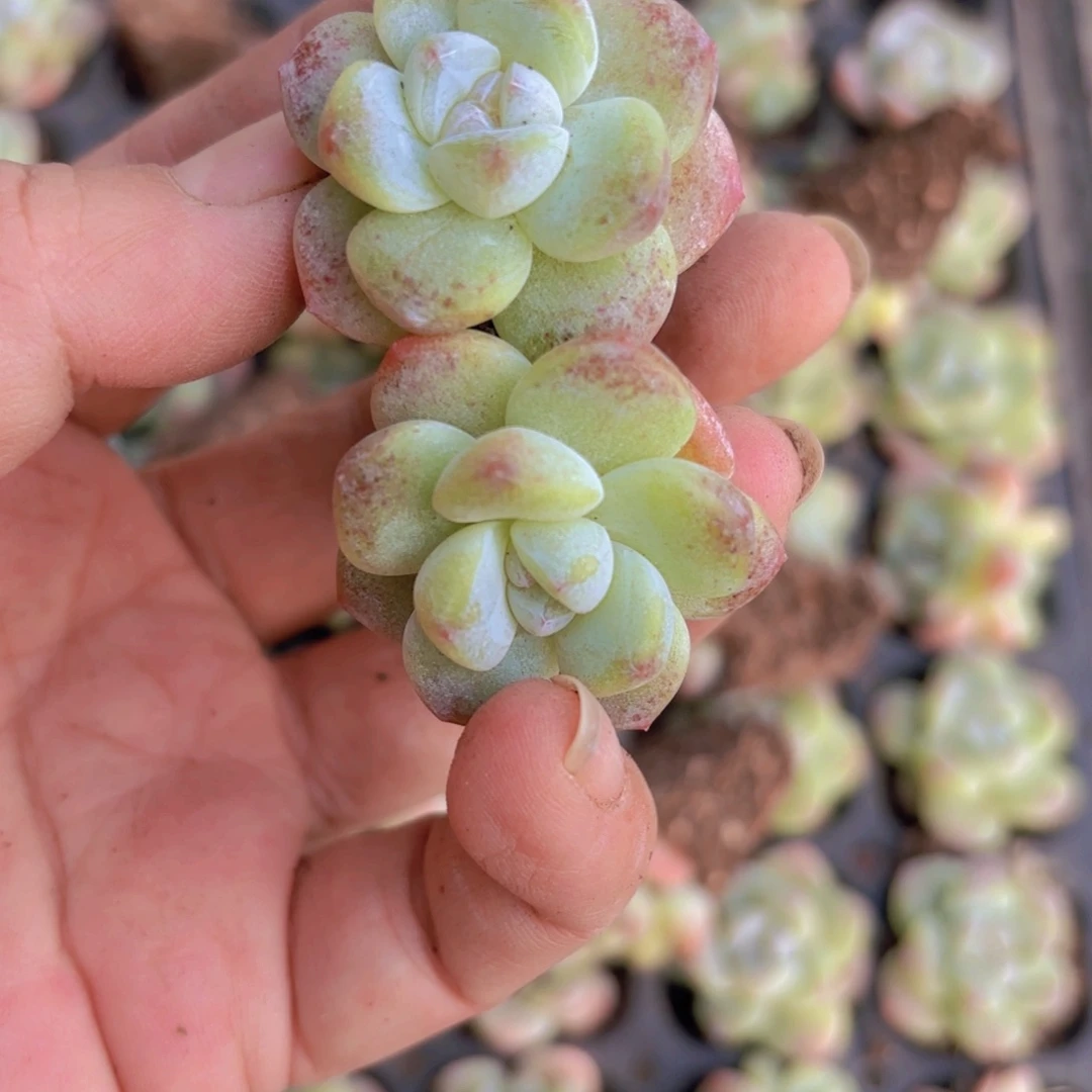 奶油粉冰玉半盘50颗一组精品