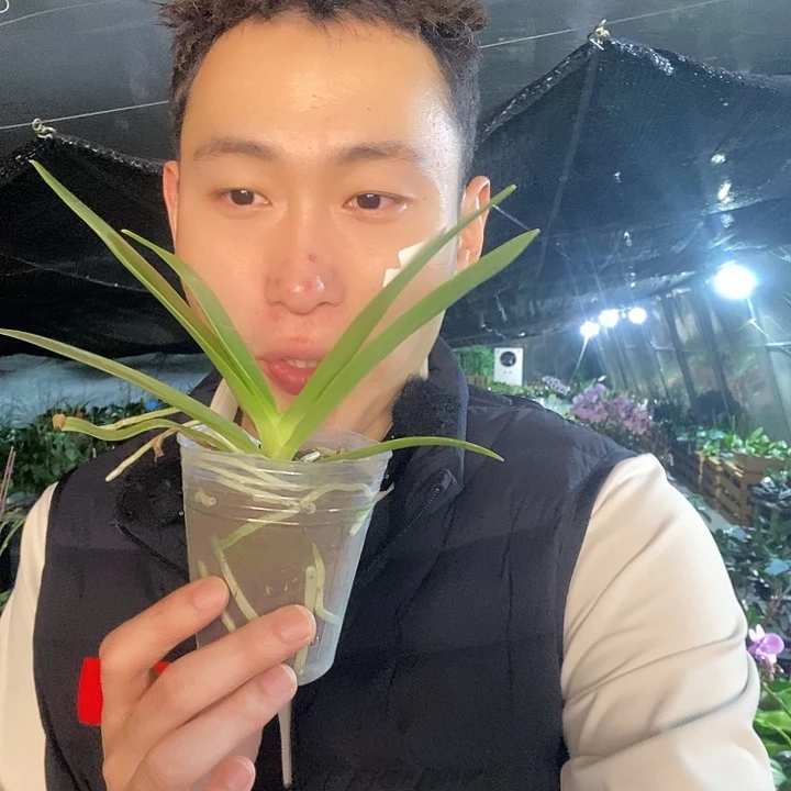 无花朵小荟紫蝴蝶兰