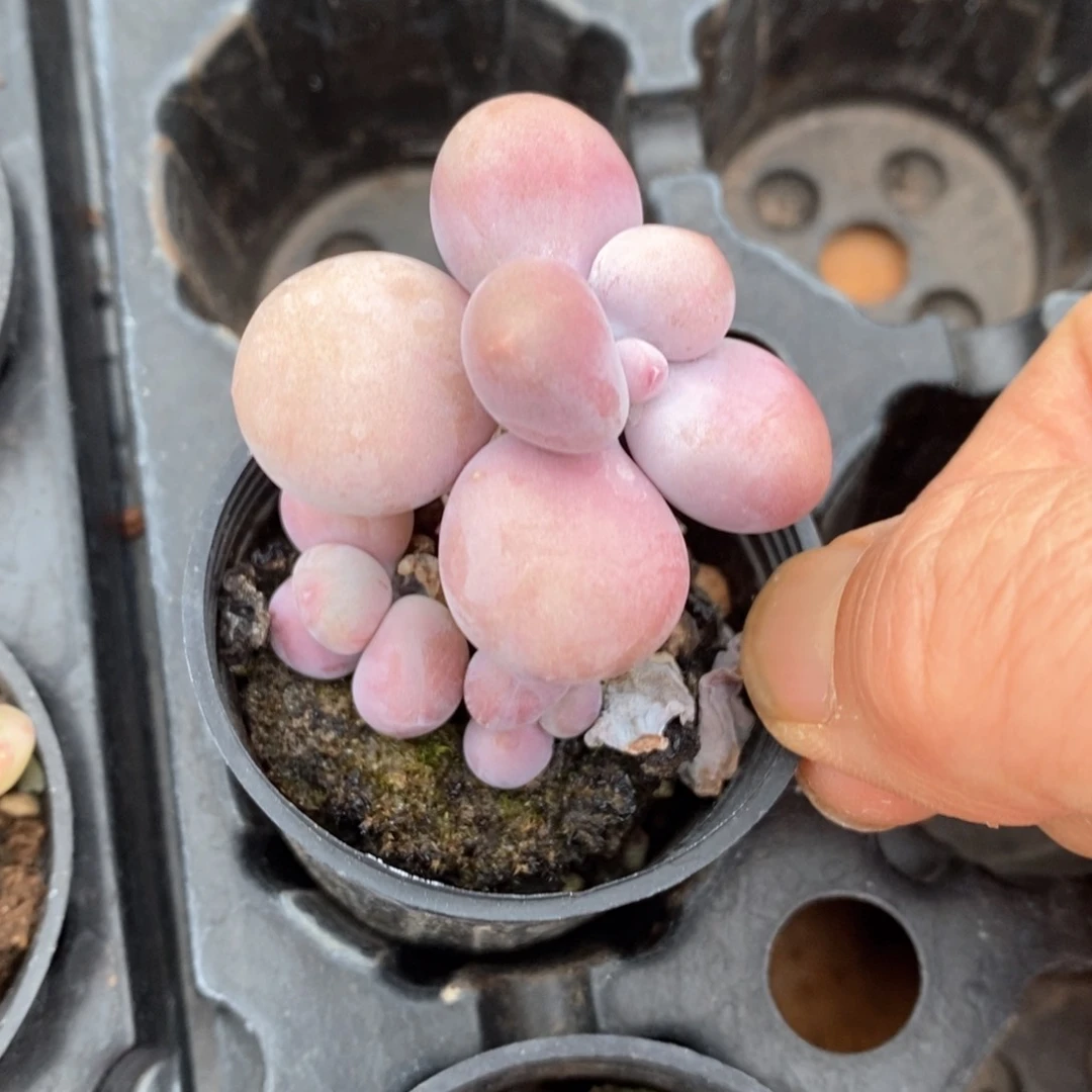 精品多肉一物一拍不包整220