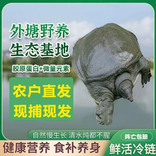 【5只共5-6斤 青背 白底】甲鱼农户直发外塘散养京东现货公母随机发