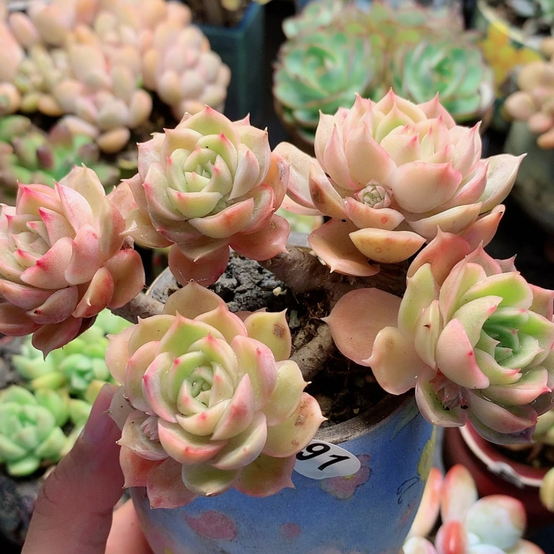 【闪购商品】悄然盎司