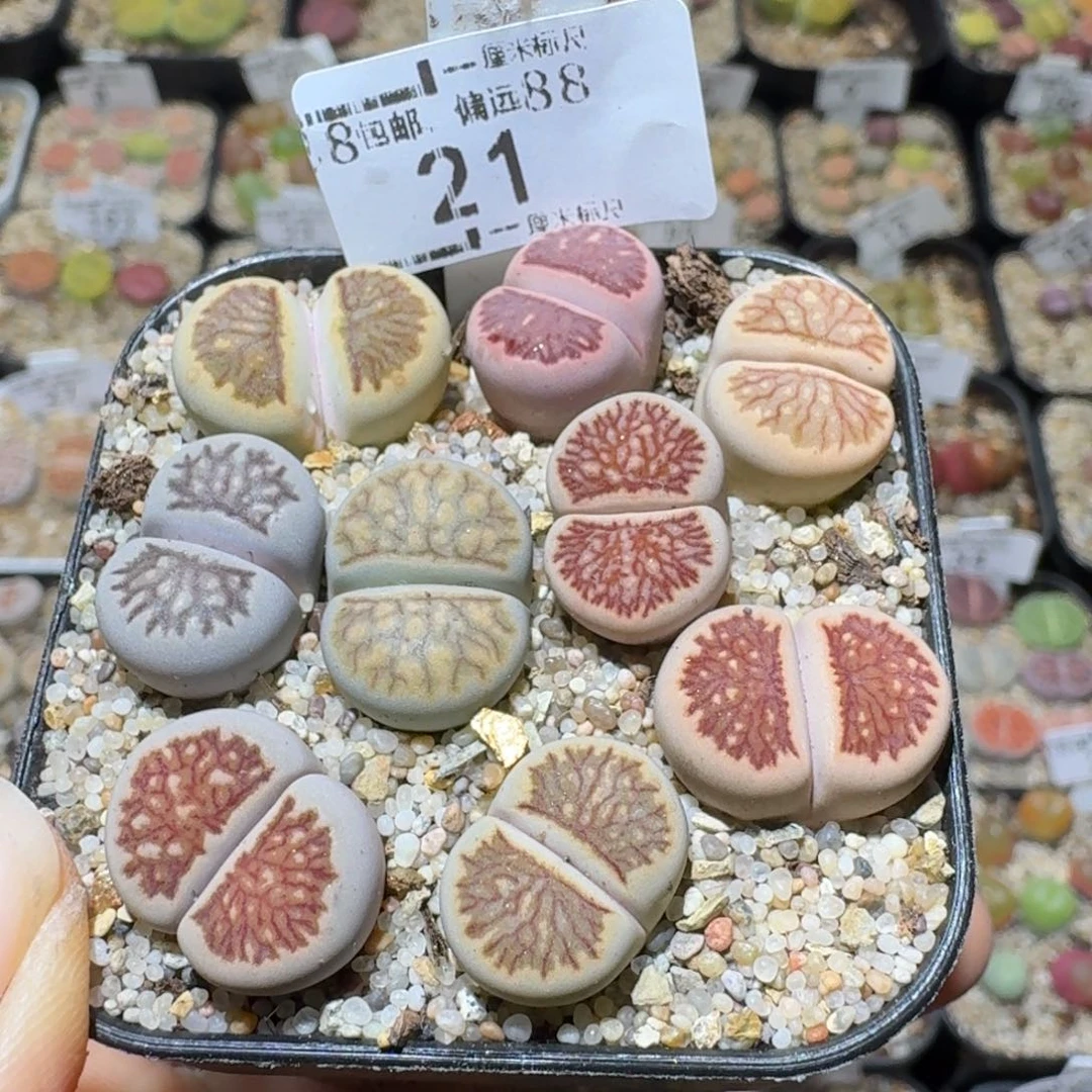 Sss精品生石花 21