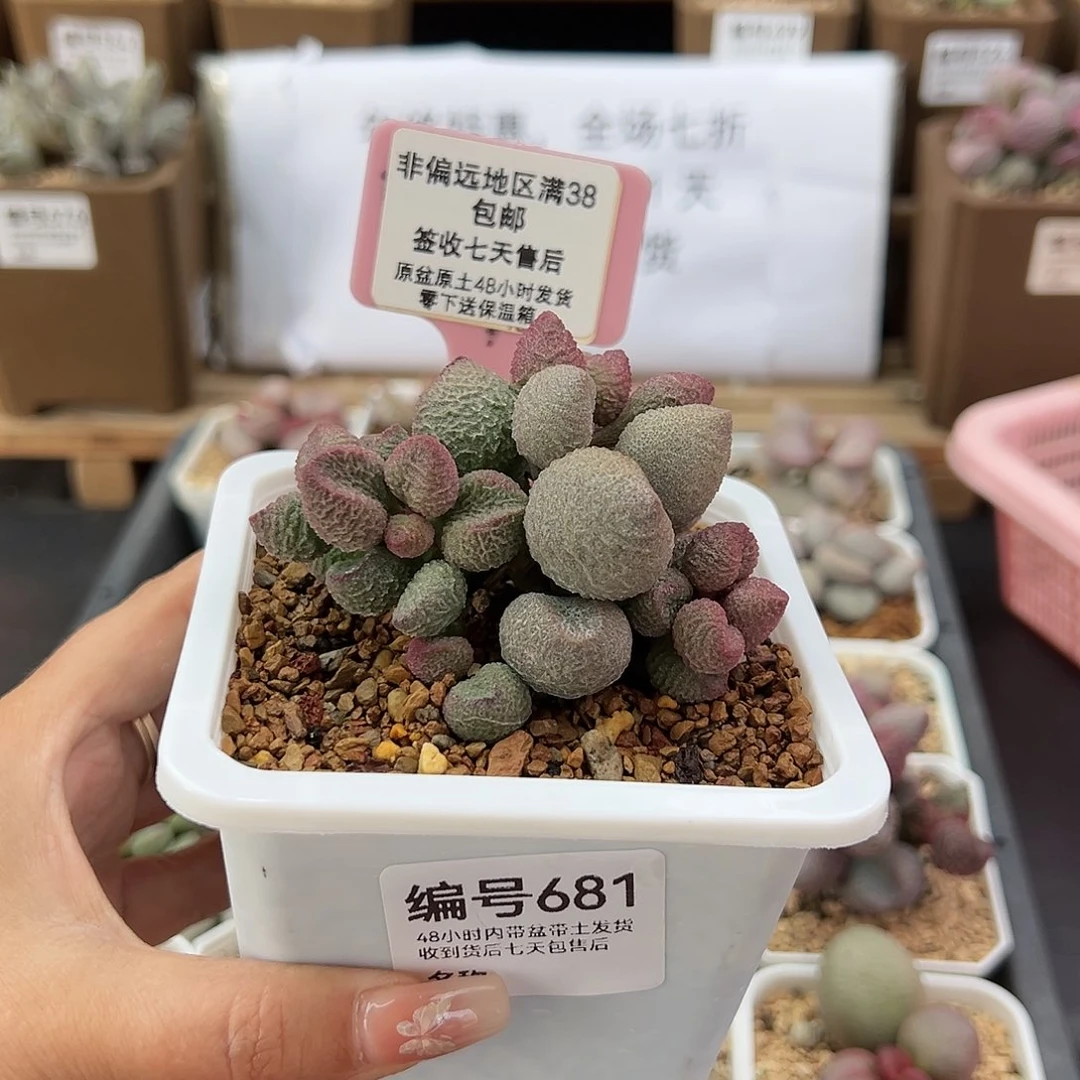 681水蜜桃多肉植物