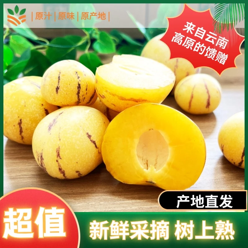 【云南树熟人参果】树上熟黄心黄肉新嫩多汁圆果白坏果包赔