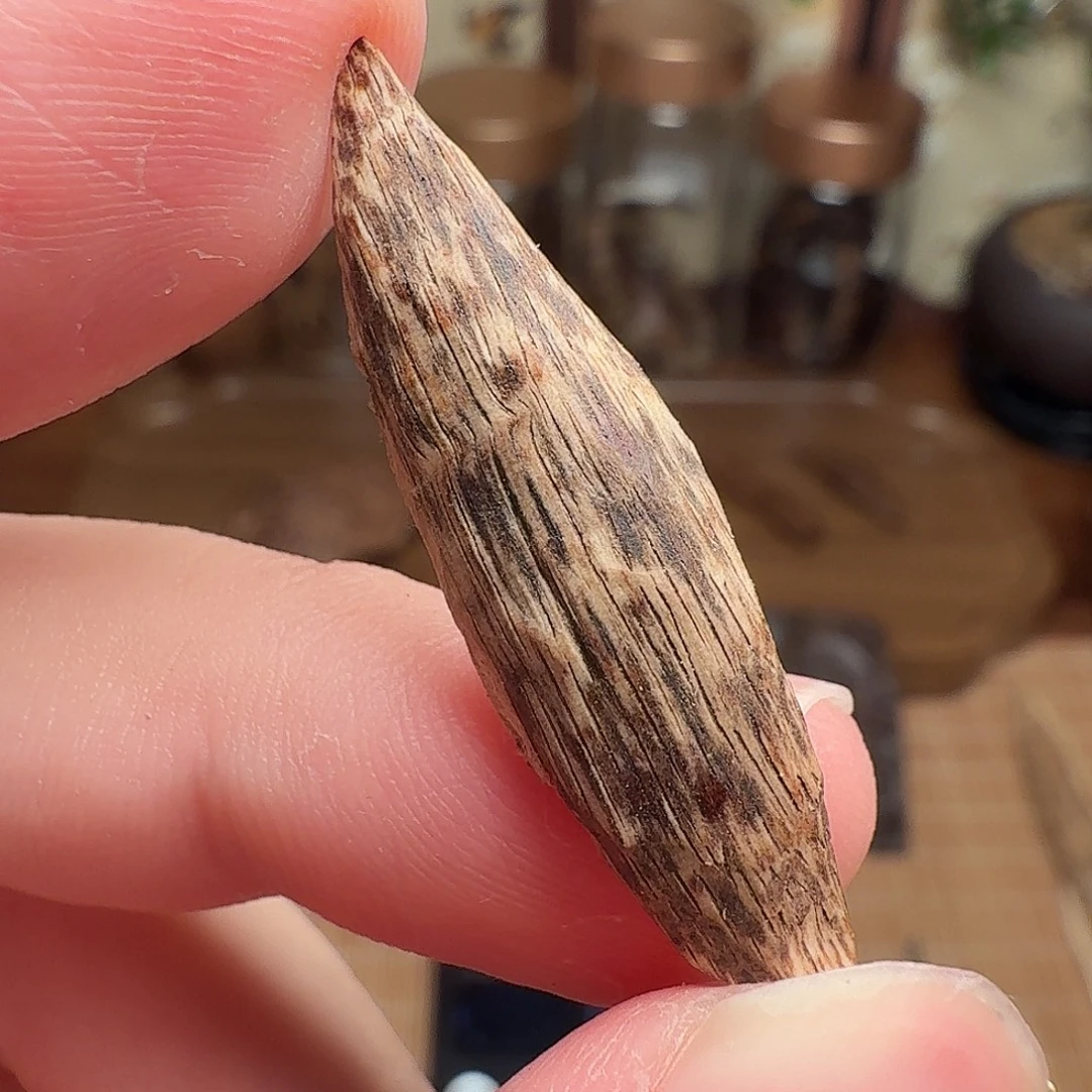 沉香斯里兰卡瓜子