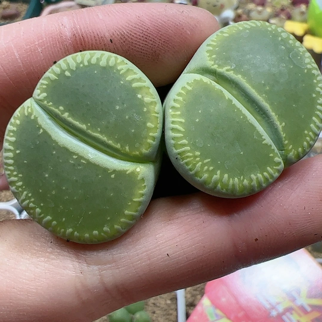 【闪购商品】327 双12福利