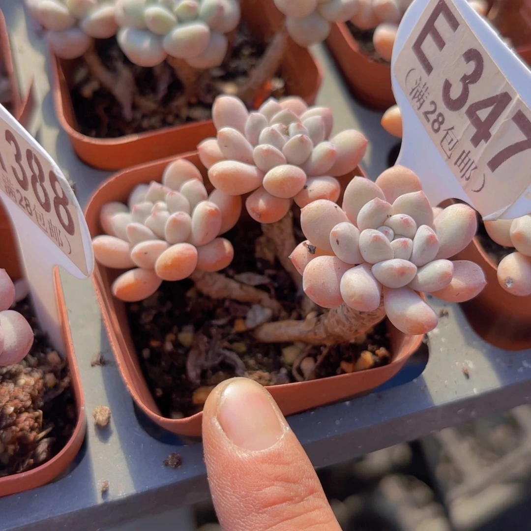 E347葡萄糖一物一拍