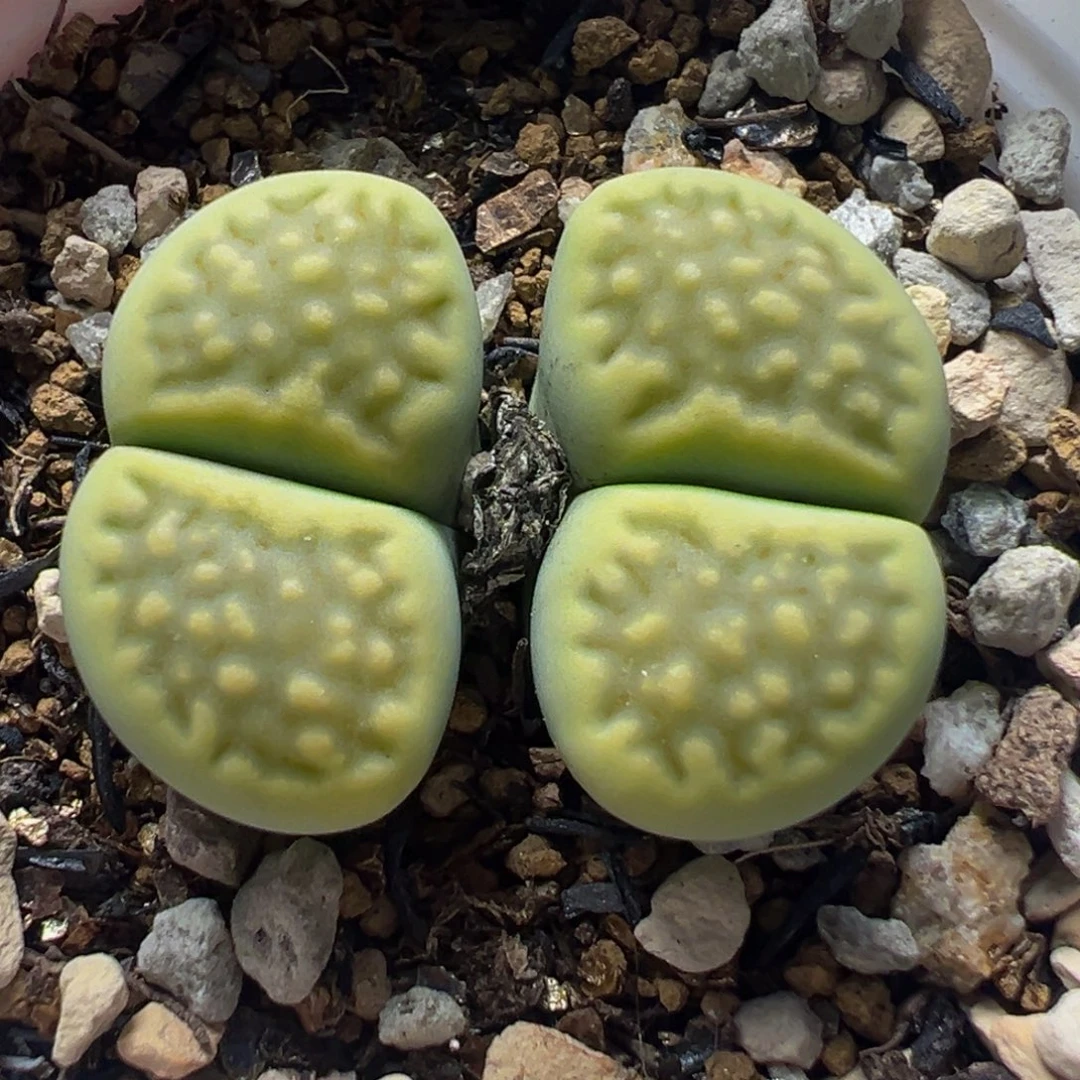 绿孔雀多肉植物带盆