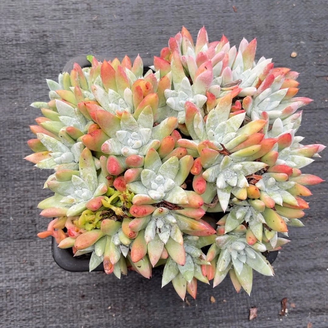 白姆，仙女杯多肉。