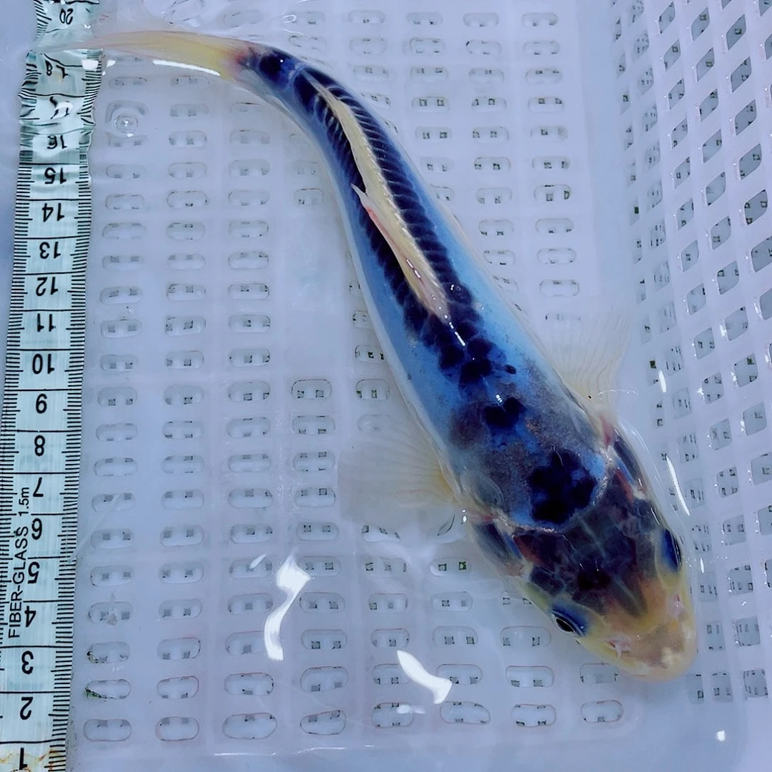 锦鲤4 包邮锦鲤冷水观赏鱼