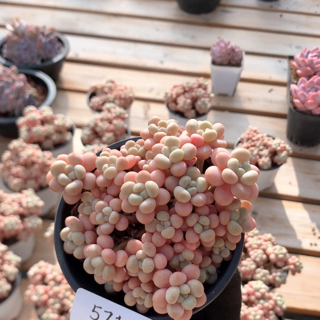 10厘米樱花洛可可 5710