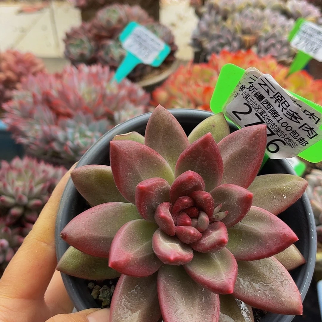 2776迷雾多肉植物