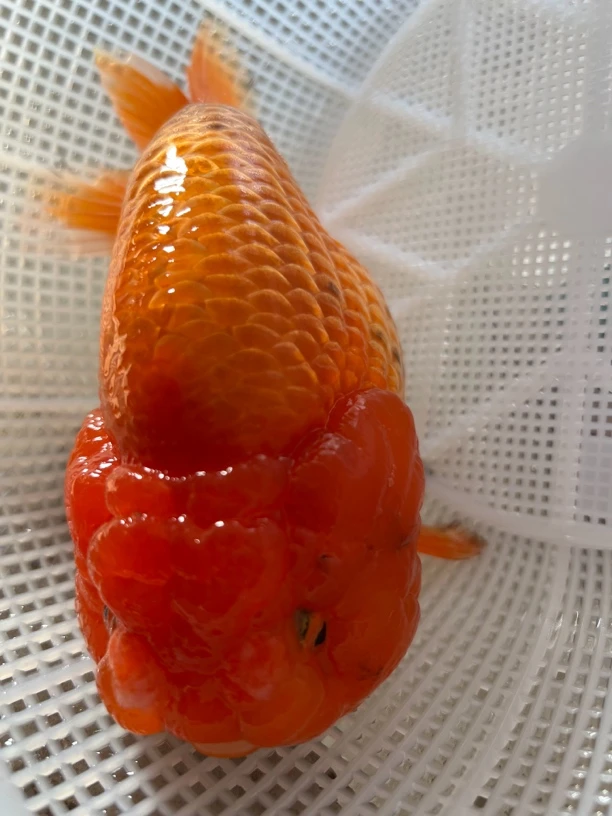 虎头观赏鱼一物一拍包邮包路损录开箱视频无视频不售后